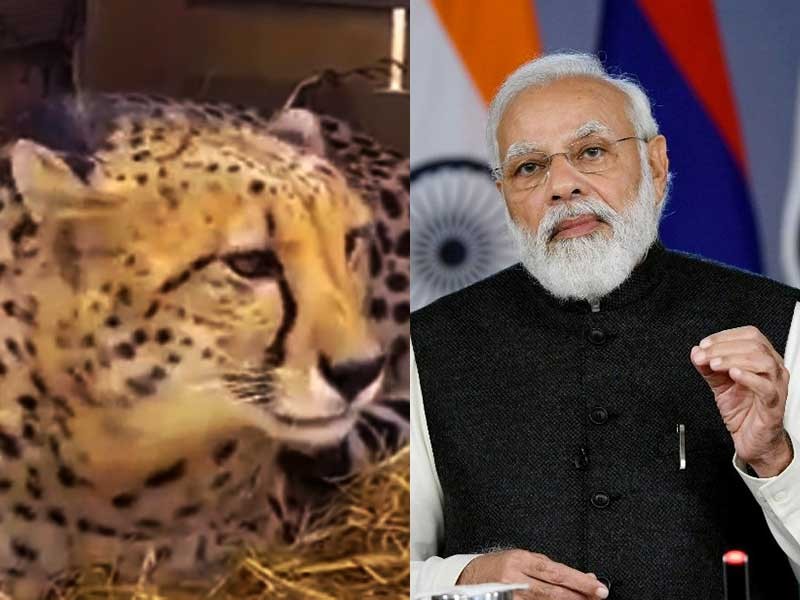PM Modi releases Namibian cheetahs in Kuno PM Modi releases Namibian cheetahs in Kuno