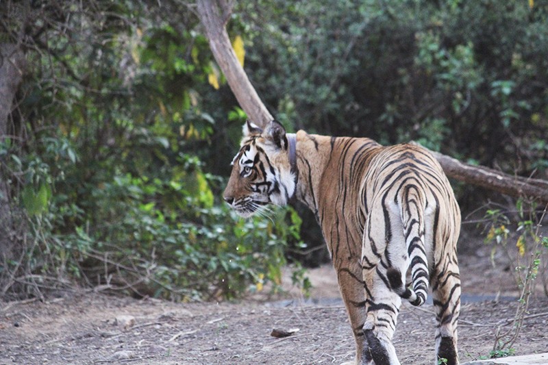 Sariska Tiger Reserve: A maharani recognised