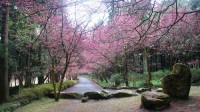 Cherry Blossoms time in Taiwan