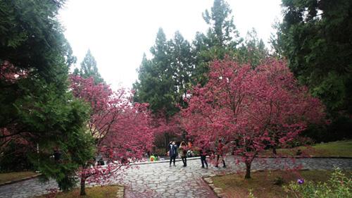 Cherry Blossoms time in Taiwan
