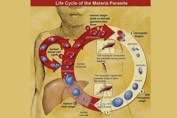 Drug resistant malaria is a major problem in SE Asia : Expert Drug resistant malaria is a major problem in SE Asia : Expert