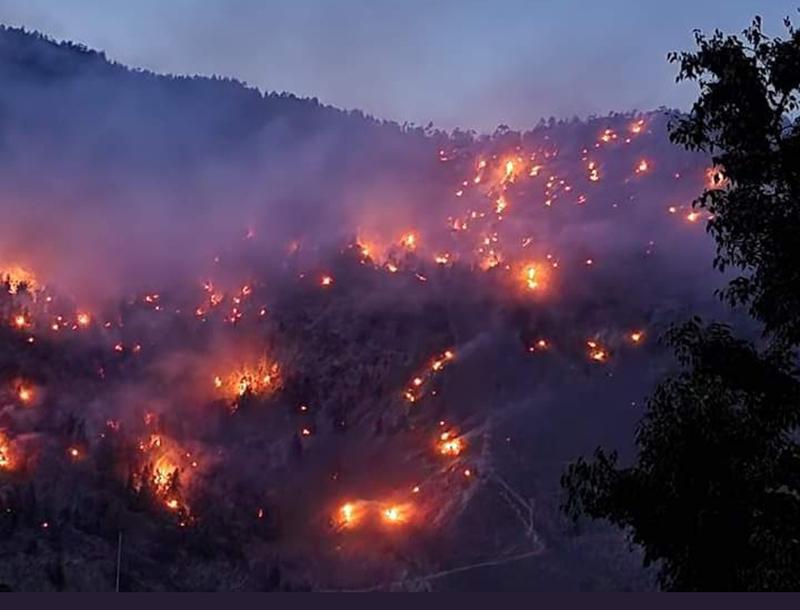 Record number of forest fires imperil Himachals ecology Record number of forest fires imperil Himachals ecology