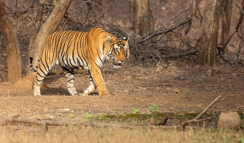 Tigers burn bright in India under the shadow of human-animal conflict Tigers burn bright in India under the shadow of human-animal conflict