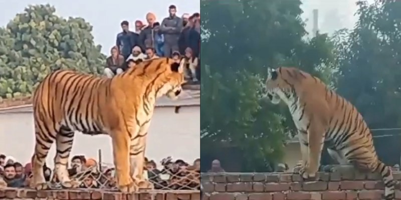Tigress, resting atop Gurudwara wall in UP's Pilibhit, captivates onlookers with unusual sight Tigress, resting atop Gurudwara wall in UP's Pilibhit, captivates onlookers with unusual sight