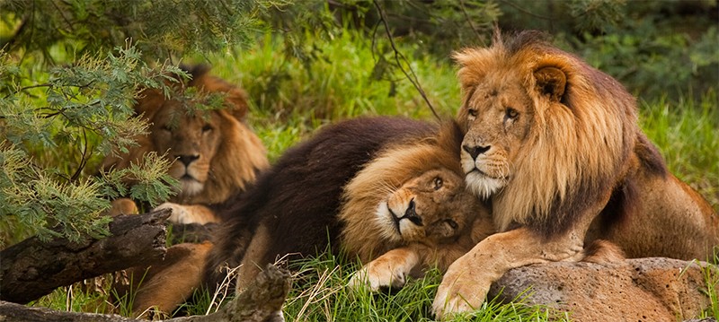 Love is love: More animals show same-sex bonding in new study Love is love: More animals show same-sex bonding in new study