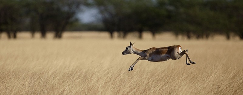 Indian savannas: New remote sensing study spotlights misclassification and flawed tree-planting Indian savannas: New remote sensing study spotlights misclassification and flawed tree-planting