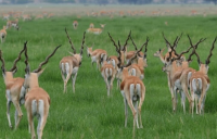 From Dust to Life: How Tal Chhapar Became Indias Grassland Revival Blueprint