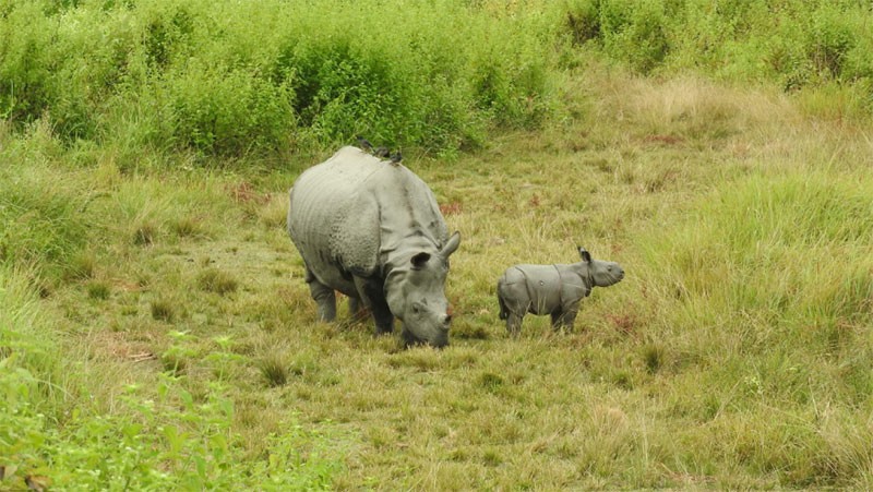 A Wild Success? Tracking a Decade of Rhino Reintroduction in Manas