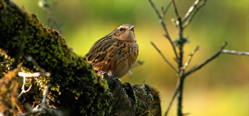 Disappearing Nilgiri grasslands impact bird populations
