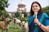 Supreme Court slams Maneka Gandhi over remarks on stray dogs case, flags possible contempt Supreme Court slams Maneka Gandhi over remarks on stray dogs case, flags possible contempt