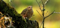 Disappearing Nilgiri grasslands impact bird populations